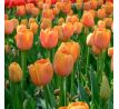 Tulipa - Dordogne