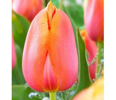 Tulipa - Dordogne