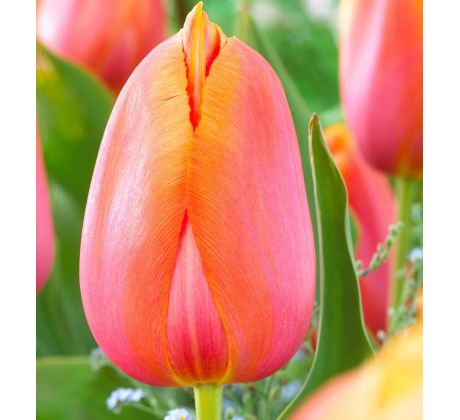 Tulipa - Dordogne