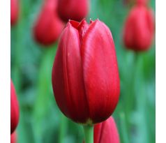 Tulipa - Kingsblood / 10ks v balení