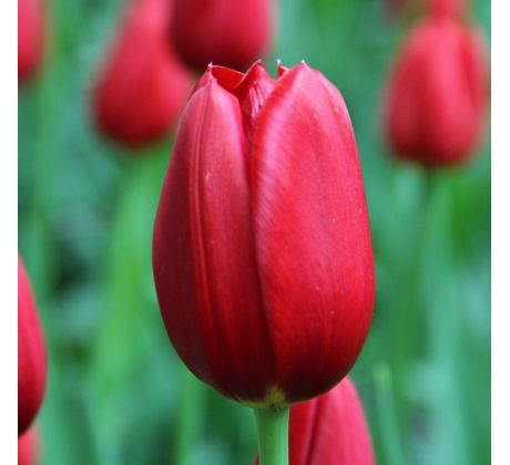 Tulipa - Kingsblood / 10ks v balení