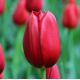 Tulipa - Kingsblood / 7ks v balení