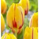 Tulipa - La Courtine / 7ks v balení