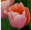 Tulipa - Menton / 10ks v balení