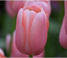 Tulipa - Menton / 10ks v balení