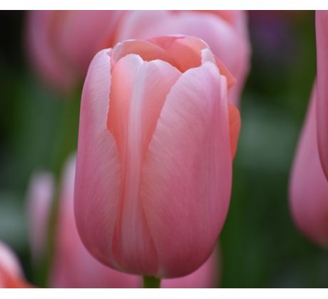 Tulipa - Menton / 10ks v balení