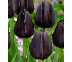 Tulipa - Queen of Night / 10ks v balení