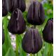 Tulipa - Queen of Night / 7ks v balení