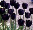 Tulipa - Queen of Night / 10ks v balení