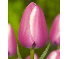 Tulipa - Jumbo Beauty