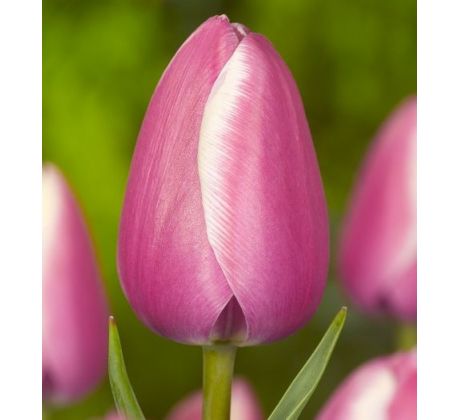 Tulipa - Jumbo Beauty