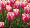 Tulipa - Jumbo Beauty