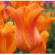 Tulipa - Ballerina / 6ks v balení