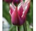 Tulipa - Claudia / 6ks v balení