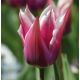 Tulipa - Claudia / 6ks v balení