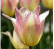 Tulipa - Elegant Lady / 10ks v balení