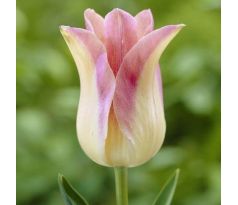 Tulipa - Elegant Lady / 10ks v balení