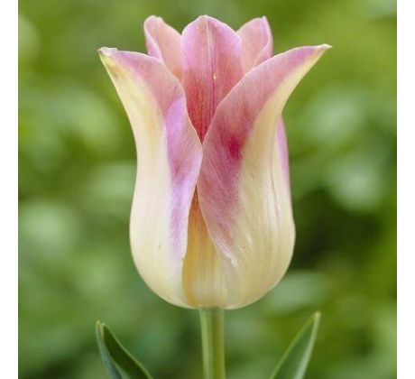 Tulipa - Elegant Lady / 10ks v balení