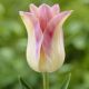 Tulipa - Elegant Lady / 6ks v balení