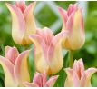 Tulipa - Elegant Lady / 10ks v balení