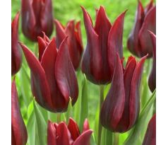 Tulipa - Lasting Love