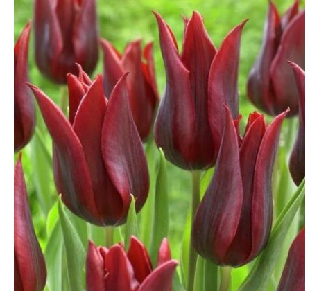 Tulipa - Lasting Love