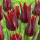 Tulipa - Lasting Love / 10ks v balení