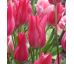 Tulipa - Mariette / 6ks v balení
