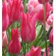 Tulipa - Mariette / 6ks v balení