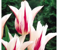 Tulipa - Marylin / 8ks v balení