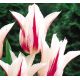 Tulipa - Marylin / 6ks v balení