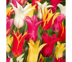 Tulipa Lily Flowered - mixed / 10ks v balení
