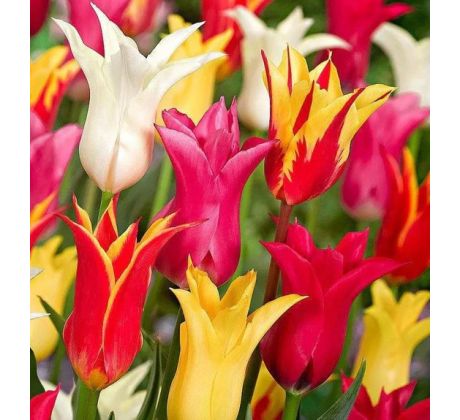 Tulipa Lily Flowered - mixed / 10ks v balení