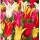 Tulipa Lily Flowered - mixed / 10ks v balení