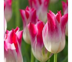 Tulipa - Whispering Dream