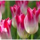 Tulipa - Whispering Dream