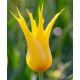 Tulipa - West Point / 6ks v balení