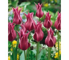 Tulipa - Maytime / 8ks v balení