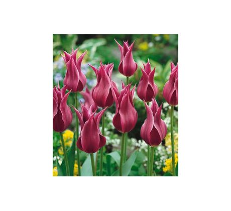 Tulipa - Maytime / 8ks v balení