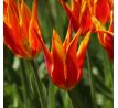 Tulipa - Fly Away