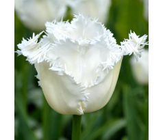 Tulipa - Honeymoon / 10ks v balení