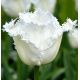 Tulipa - Honeymoon / 7ks v balení