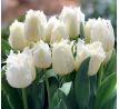 Tulipa - Honeymoon / 10ks v balení