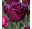 Tulipa - Gorilla / 8ks v balení