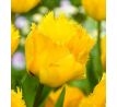 Tulipa - Crystal Star/ 10ks v balení