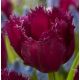 Tulipa - Gorilla / 6ks v balení