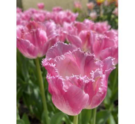 Tulipa - Fancy Frills / 10ks v balení