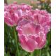 Tulipa - Fancy Frills / 8ks v balení