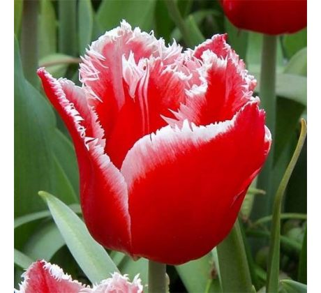 Tulipa - Canasta / 10 ks v balení