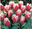 Tulipa - Canasta / 10 ks v balení